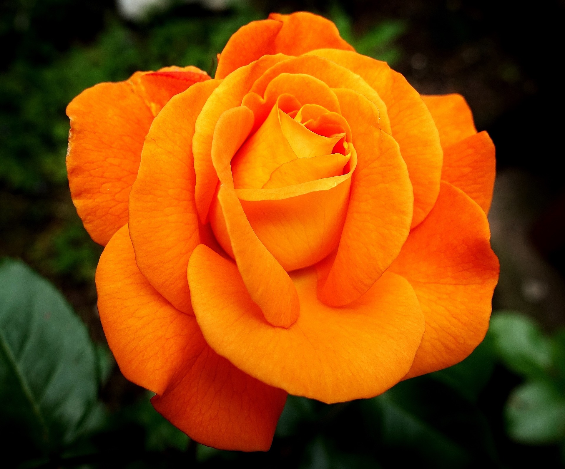 গোলাপ গাছের যত্ন